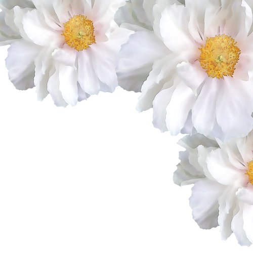 white  flower  p