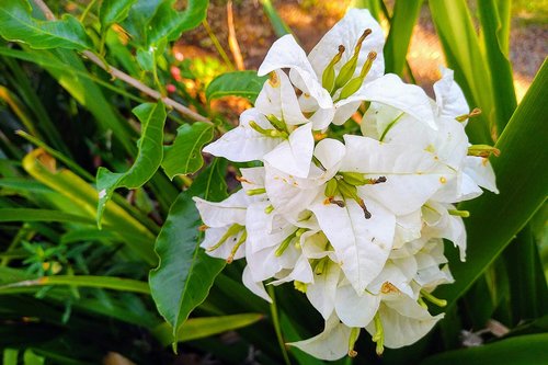 white  green  nature