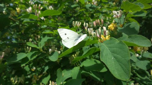 white butterfly spring