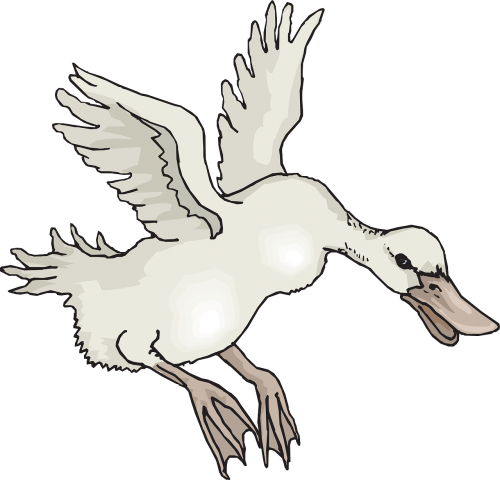 white bird duck