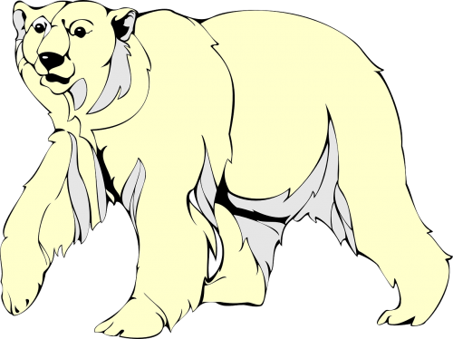 white arctic bear