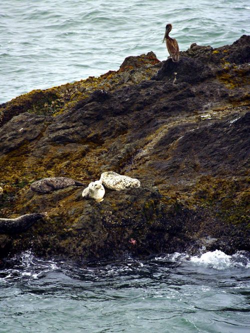 white seals animals