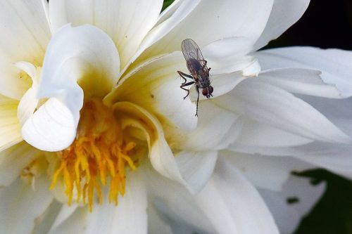 white dahlia fly