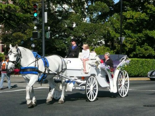 white coach horses