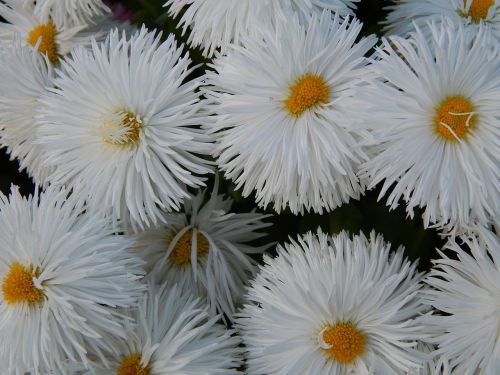 white flower nature