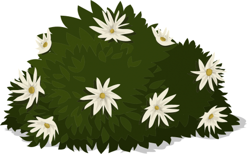 white flowers plants