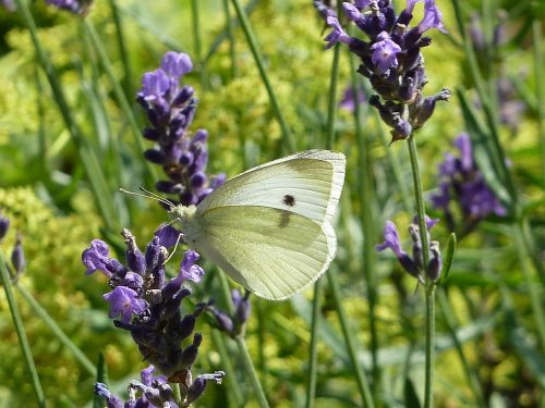 white lavender butterfly