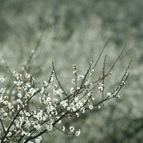 white plum blossom quiet