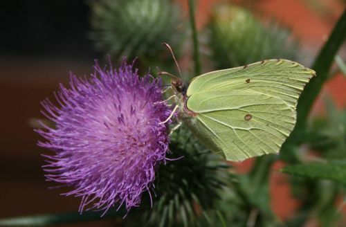 white butterfly thistle