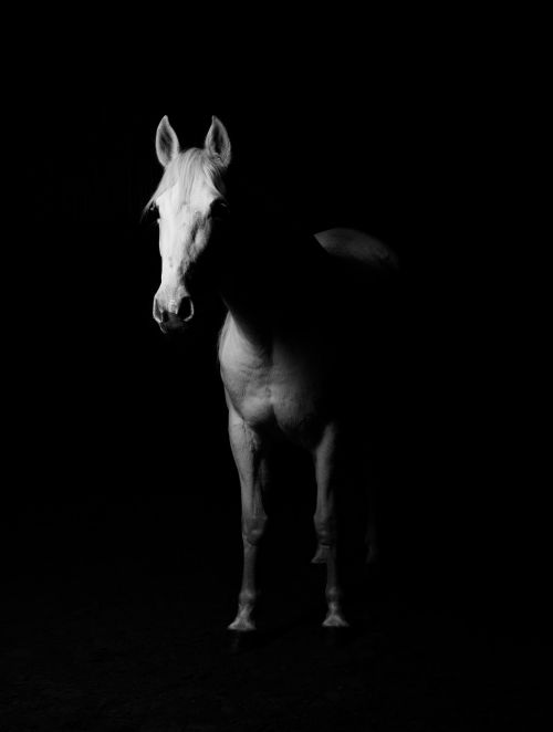 white horse white horse