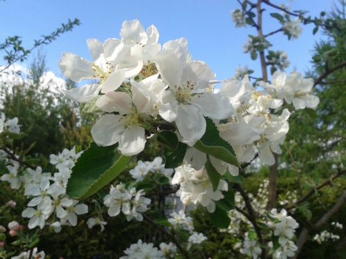 white spring tree