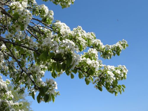 white flowers sky