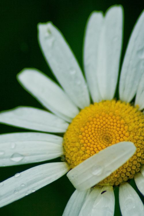 white flower daisy