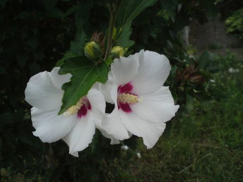 white flower nature