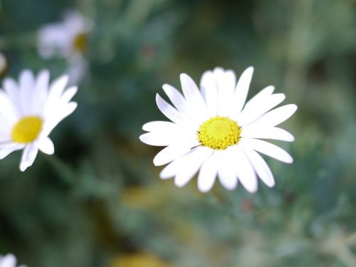 white spring flowers