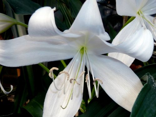 white lily flower