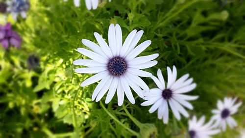 white nature flower