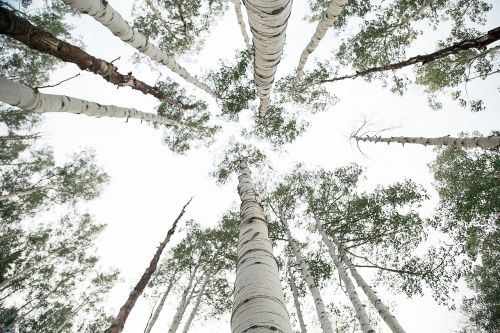 white trees sky