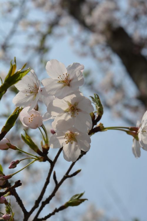 white cherry blossom spring