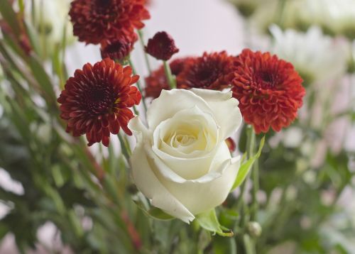 white rose flowers