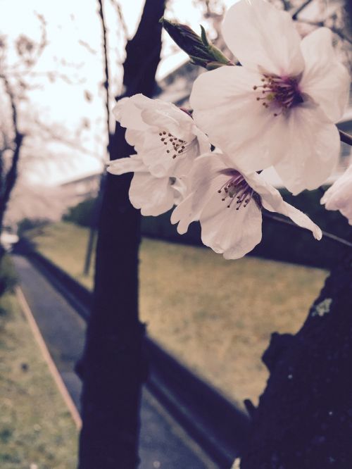 white spring cherry blossom