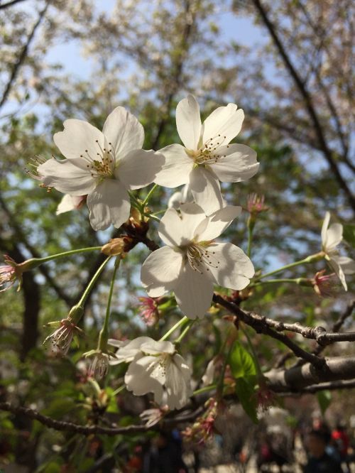 white cherry blossom petal