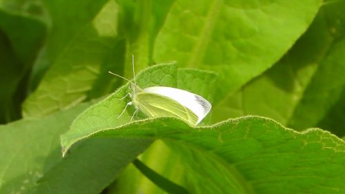 white butterfly insect