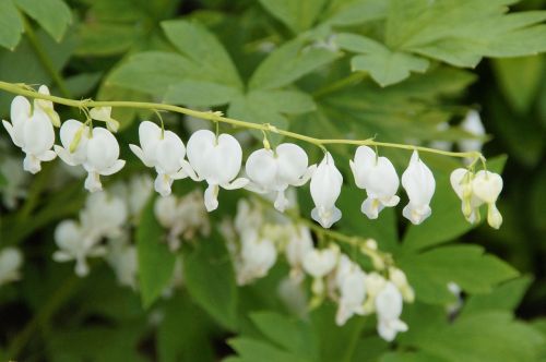 white flower blossom