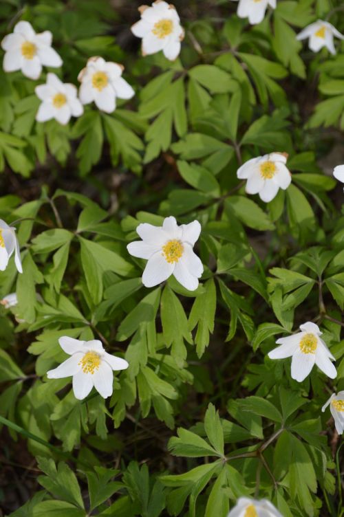 white wood anemone flower