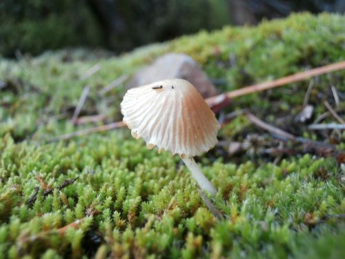 white mushrooms fungus