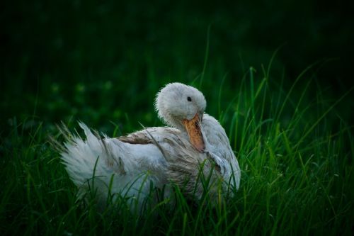 white duck white duck