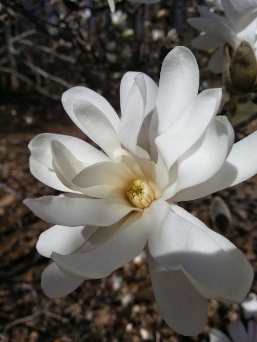 white flower magnolia