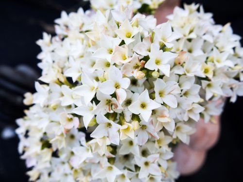 white flowers blossoms