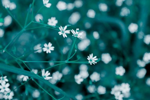 white flowers garden