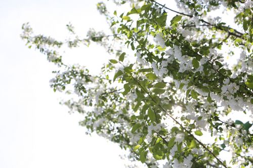 white cherry blossoms trees