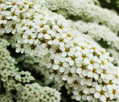 white flowers nature