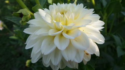 white dahlia flower