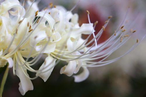 white petals nature