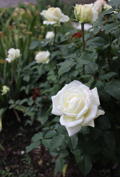 white roses flower