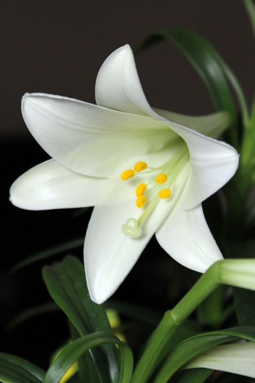 white lily blossom