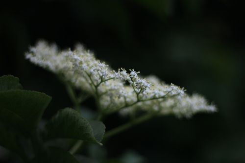 white tenderness flower