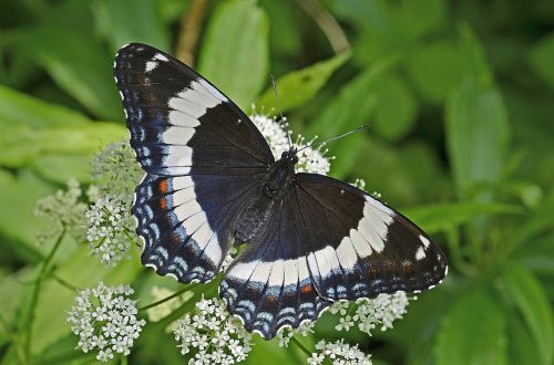 white admiral butterfly insect