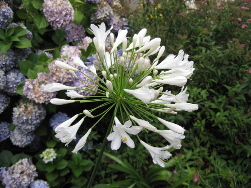 White Agapanthus Flower Head
