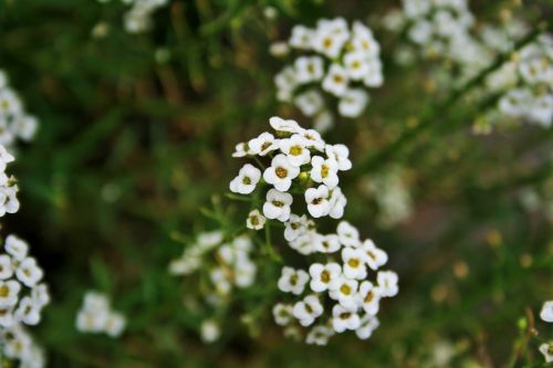 White Alyssum Flowers