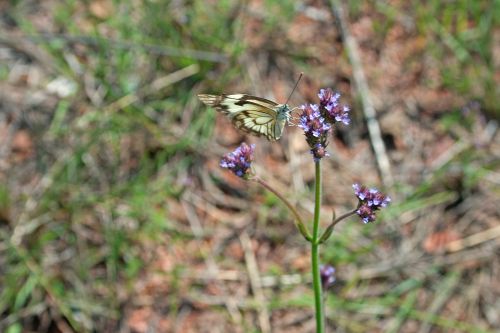 White &amp; Brown Butterfly On Flower