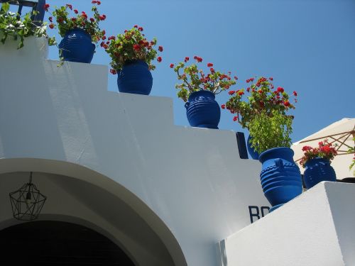 geranium flowers in a pot street