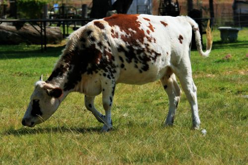 White &amp; Brown Mottled Cow