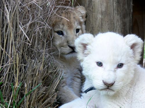 White And Golden Lion Cubs