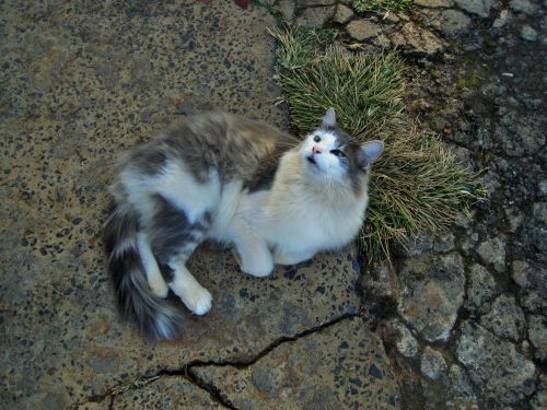 White And Grey Cat