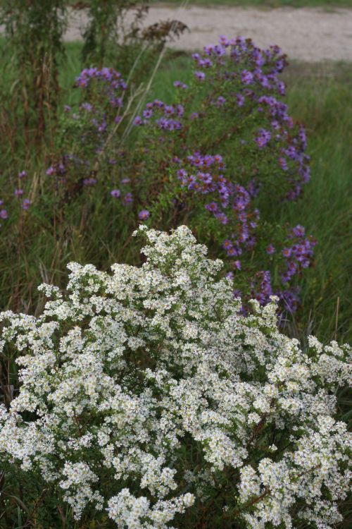 White And Purple Asters